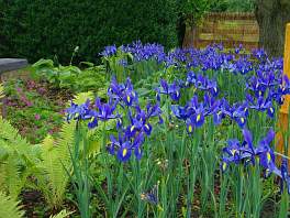 Beispielbild eines Gartens